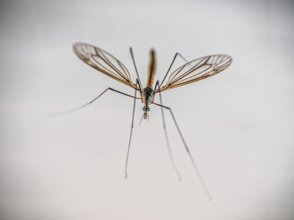 Tipuľa bahenná (Tipula paludosa)