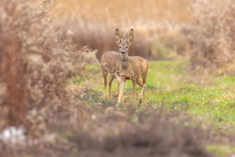 Srnec lesný (Capreolus capreolus)