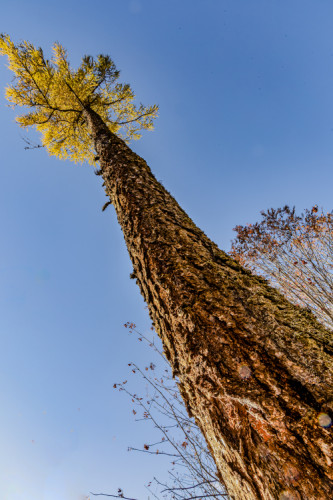 Smrek opadavý tatranský
