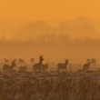 Roe deer