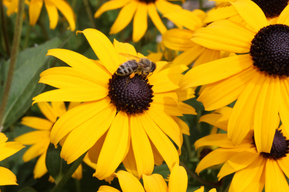 Rudbekia
