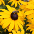 Rudbekia