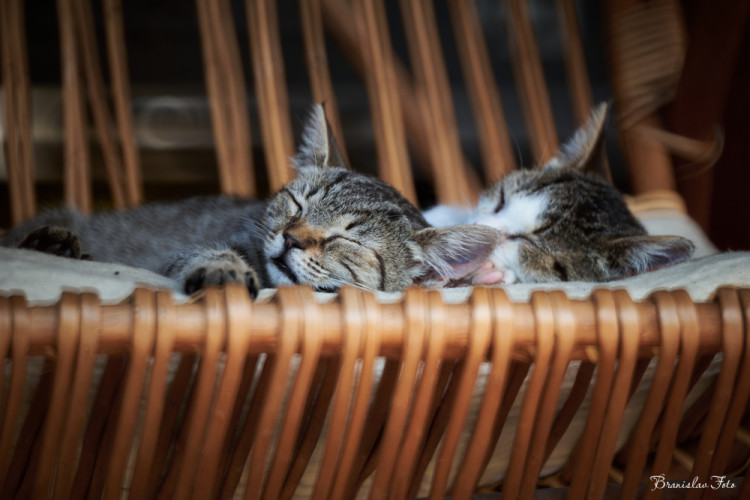 kittens