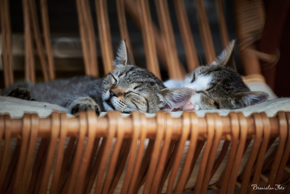 kittens