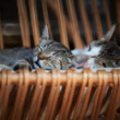 kittens