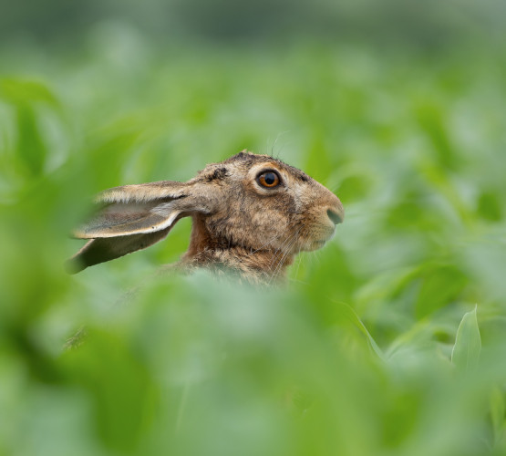 Zajac poľný (Lepus europaeus)