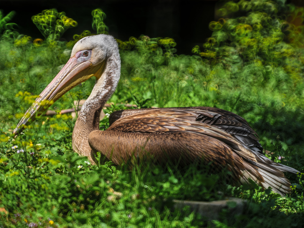Pelikán hnedý (Pelecanus occidentalis)