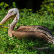 Pelikán hnedý (Pelecanus occidentalis)