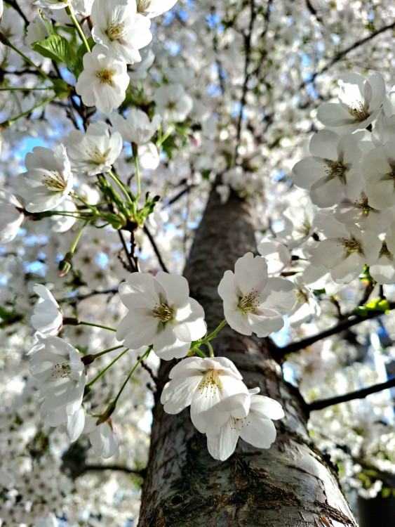 Kvitnúce stromy v BA