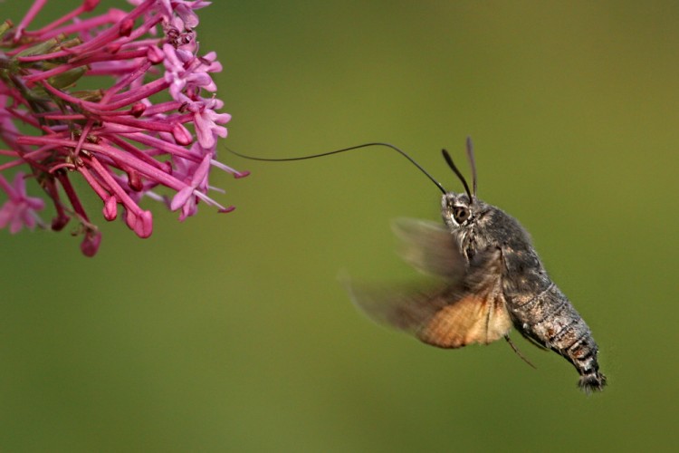 Dlouhozobka svízelová (Macroglossum stellatarum)