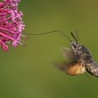 Dlouhozobka svízelová (Macroglossum stellatarum)