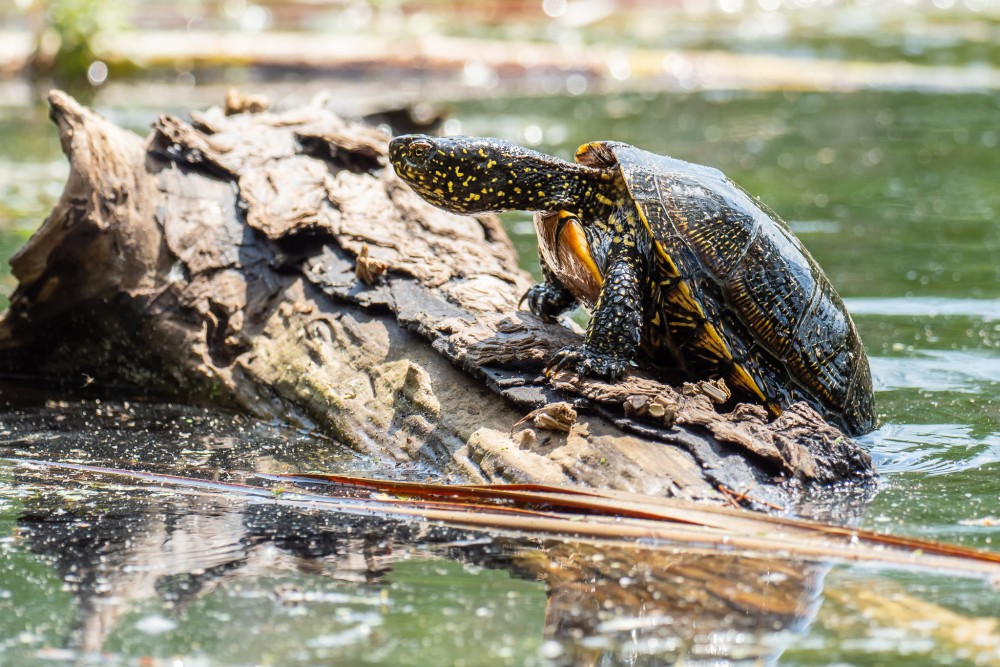 Korytnačka močiarna, The European pond turtle (Emys orbicularis)