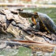 Korytnačka močiarna, The European pond turtle (Emys orbicularis)