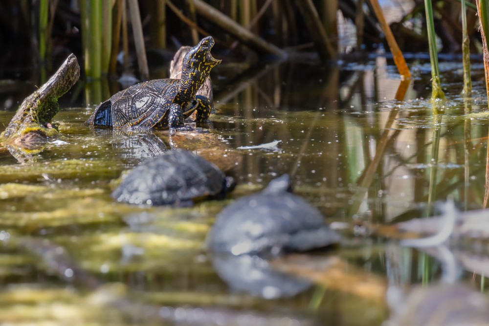 Korytnačka močiarna, The European pond turtle (Emys orbicularis)