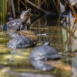 Korytnačka močiarna, The European pond turtle (Emys orbicularis)