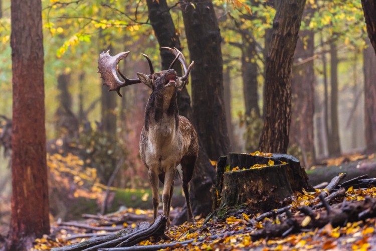 Daniel škvrnitý, Fallow deer (Dama dama)