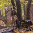 Daniel škvrnitý, Fallow deer (Dama dama)