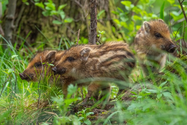 Diviak lesný, The wild boar (Sus scrofa)