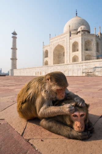 odbšenie pred Taj Mahalom