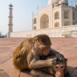 odbšenie pred Taj Mahalom