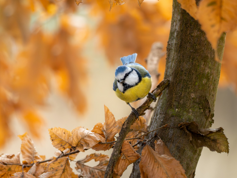 Sýkorka belasá (lat.Parus caeruleu)