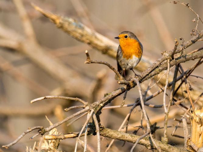 Červienka Obyčajná