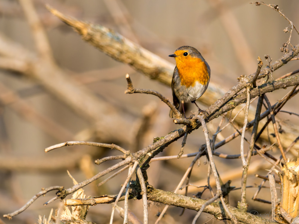Červienka Obyčajná