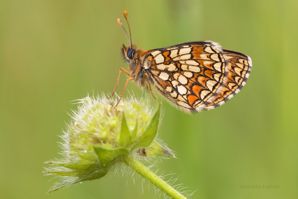 Hnedáčik podunajský - Melitaea britomartis