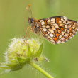 Hnedáčik podunajský - Melitaea britomartis