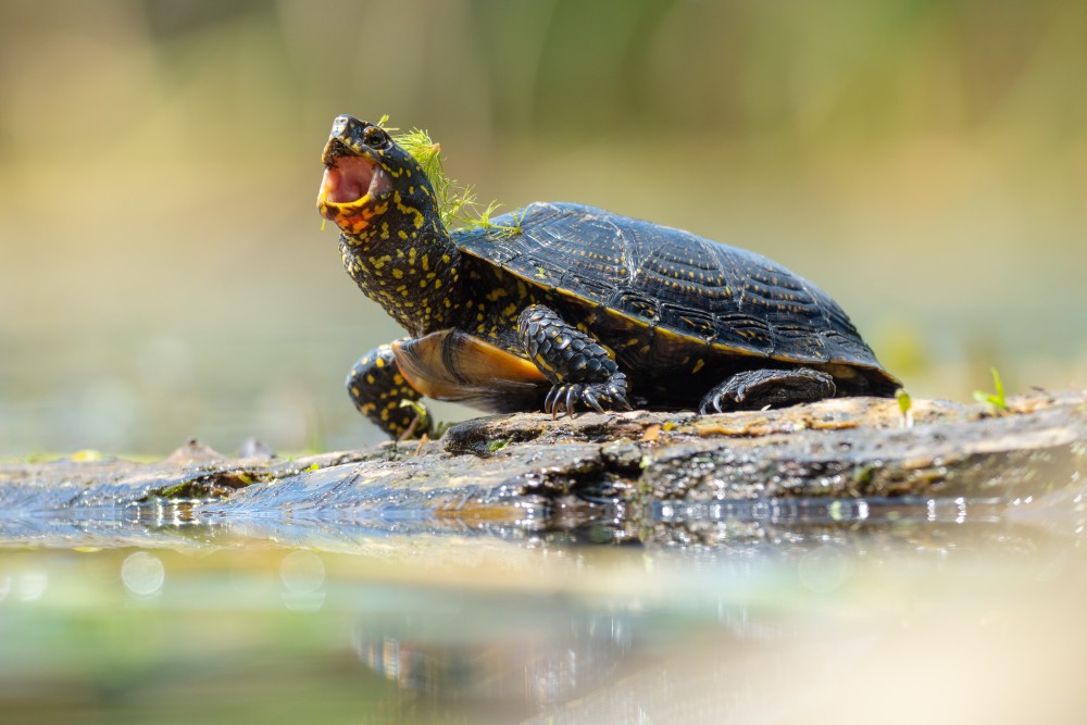 korytnačka močiarna (Emys orbicularis)