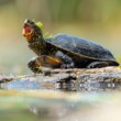 korytnačka močiarna (Emys orbicularis)