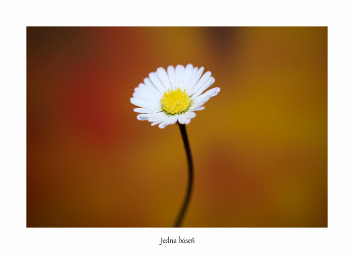 Jedna báseň