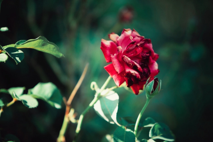 „Dozrievanie krásy“