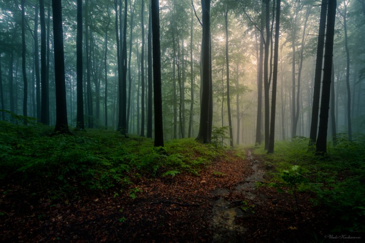 Dark forest after rain