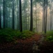 Dark forest after rain