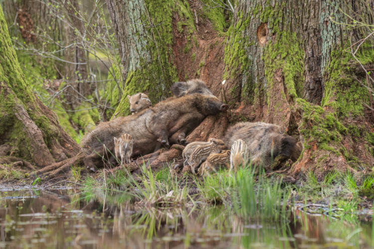 diviak lesný, The wild boar (Sus scrofa)