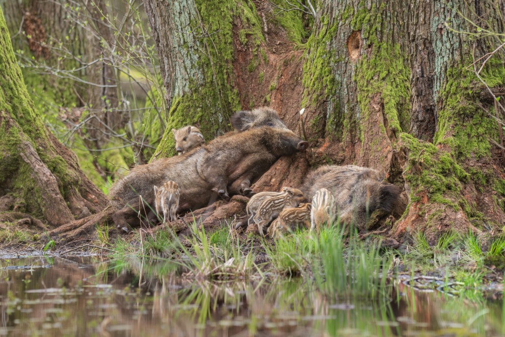 diviak lesný, The wild boar (Sus scrofa)
