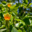 Ľaliovník tulipánokvetý (Liriodendron tulipifera)