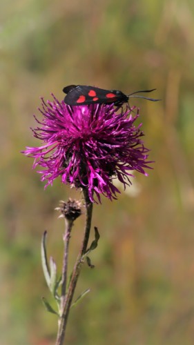 Zygaena transalpina