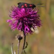 Zygaena transalpina