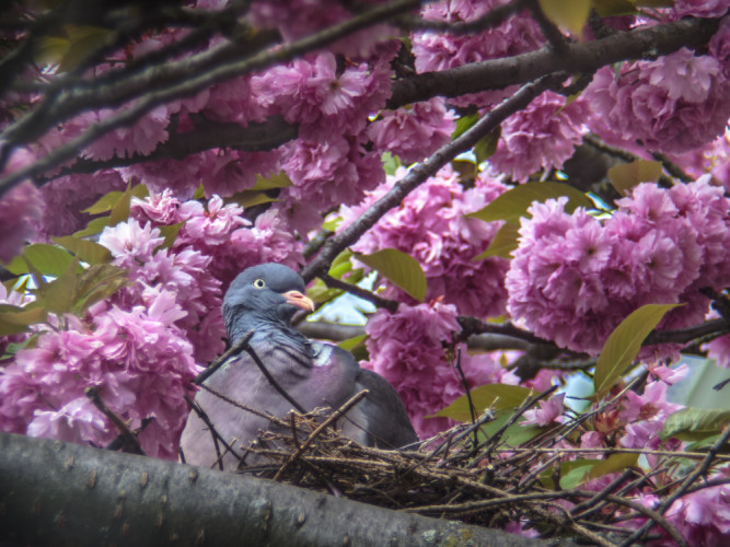 Holub Hrivnák sa zahniezdil v korune sakury.