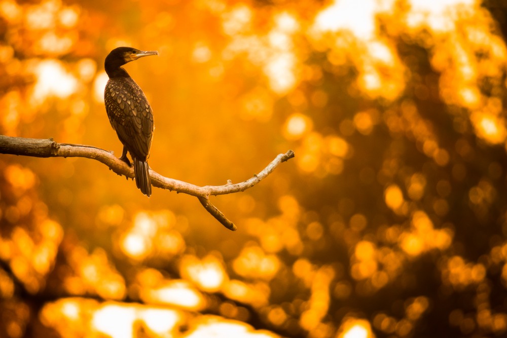 KORMORÁN VEĽKÝ (PHALACROCORAX CARBO)