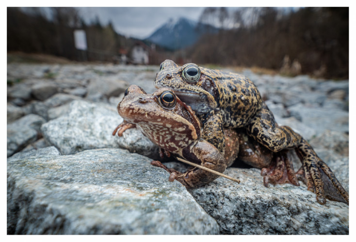 sexujúce žaby fake HDRi