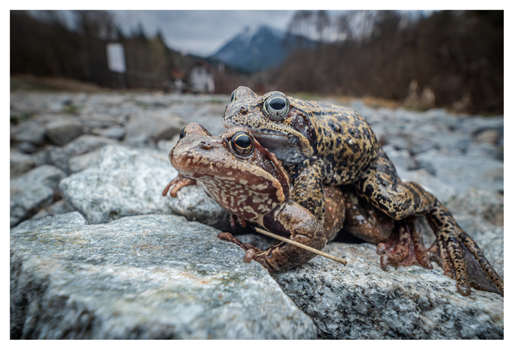 sexujúce žaby fake HDRi