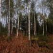 Tatranský