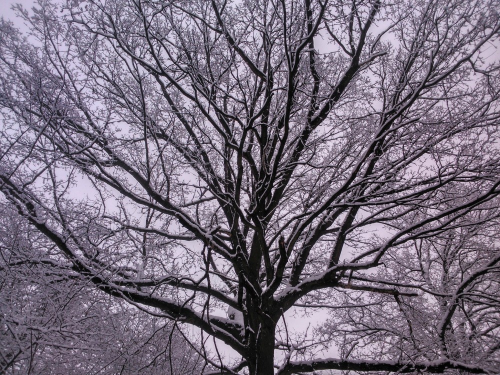 Zasnežený strom