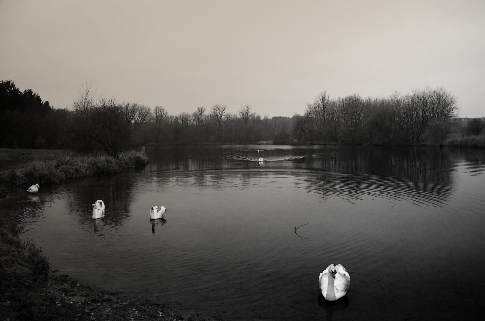 Labutí jezero