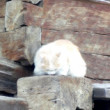 Obyvateľka skanzenu