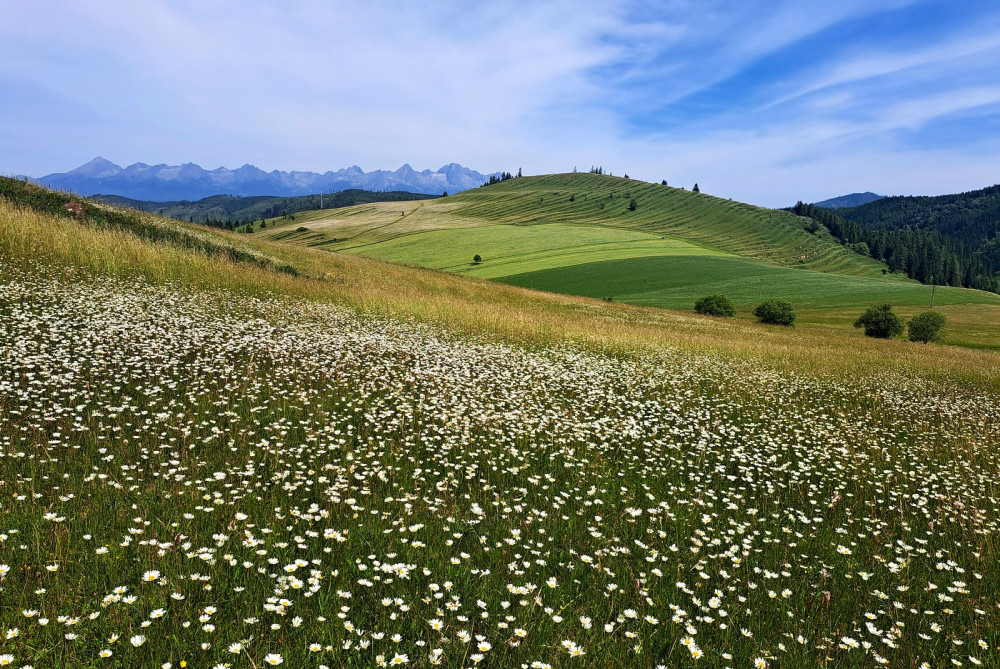 Margaretkovo 2
