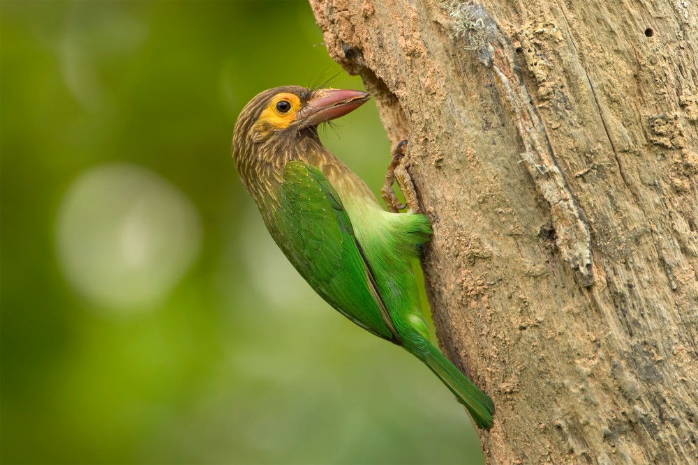 Megalaima zeylonica (barbet červenozobý)